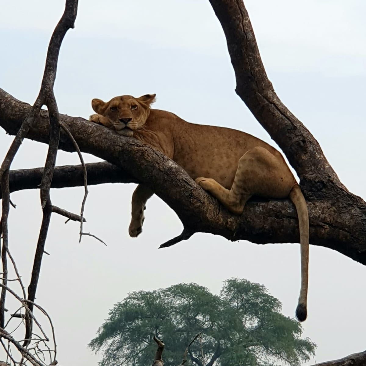 National Park Game Drive